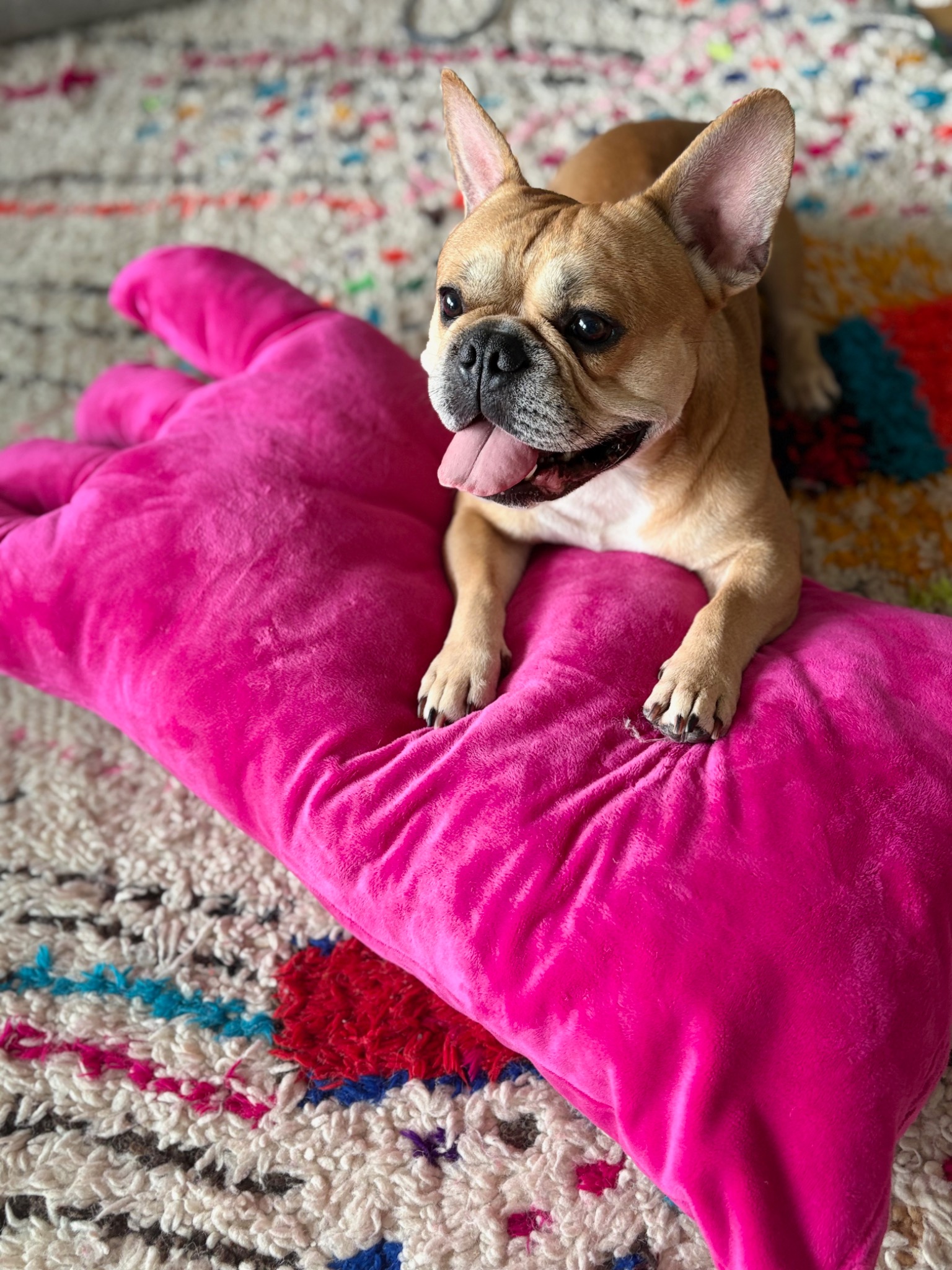 Dog resting on a vivid pink BIG HUG textile sculpture